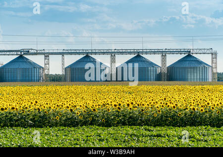 Blühende Sonnenblumen Feld mit einer Ernte Lagerung Aufzug auf einen Hintergrund. Sonnenblumenöl Fertigungskonzept Stockfoto