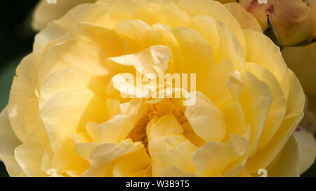 Unscharf Unschärfe Rosenblätter, abstrakte Romanze Hintergrund, Pastell und weiche Blume Karte Stockfoto