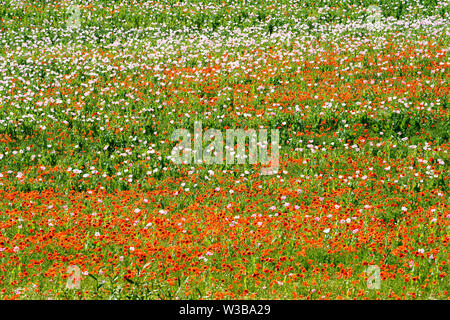Schlafmohn und roten Mohnblumen Feld, Germerode, Werra-Meißner-Kreis, Hessen, Deutschland Stockfoto