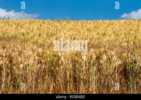 Feld von Triticale, eine Kreuzung aus Weizen (Triticum) und Roggen (secale) Stockfoto