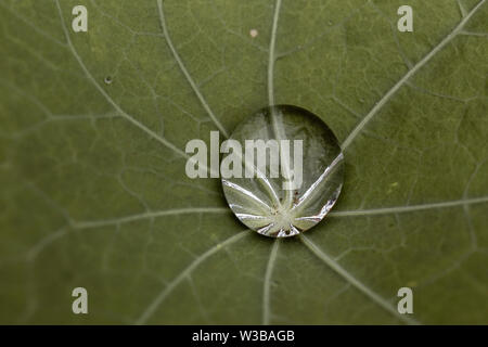 Regen Tropfen auf den verlassen. Nahaufnahme Makro abstrakten Foto Stockfoto