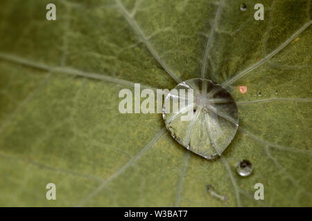 Regen Tropfen auf den verlassen. Nahaufnahme Makro abstrakten Foto Stockfoto