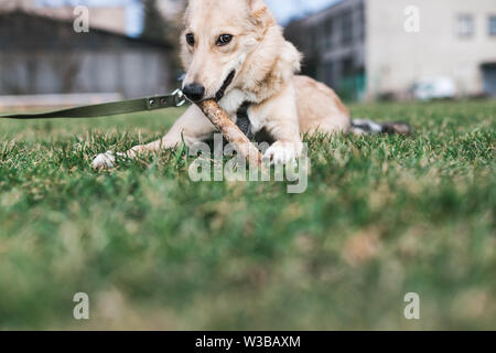 Beige schöner Hund, Husky Knabbereien ein Stick Stockfoto