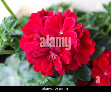 Nahaufnahme der roten Geranien (Pelargonium x hortorum) im blühenden Garten Stockfoto