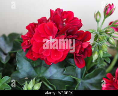 Nahaufnahme der roten Geranien (Pelargonium x hortorum) im blühenden Garten Stockfoto