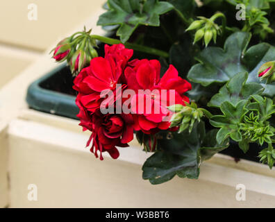 Nahaufnahme der roten Geranien (Pelargonium x hortorum) im blühenden Garten Stockfoto