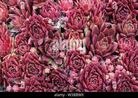 Nahaufnahme der Gemeinsamen hauswurz oder Henne und Küken (Sempervivum Red Ace) Stockfoto