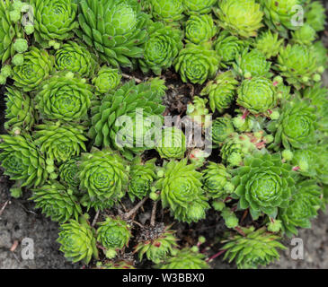 Nahaufnahme der Gemeinsamen hauswurz oder Henne und Küken (Sempervivum Red Ace) Stockfoto