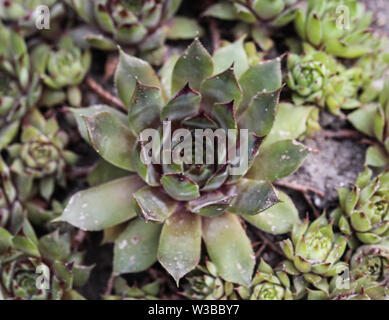 Nahaufnahme der Gemeinsamen hauswurz oder Henne und Küken (Sempervivum Red Ace) Stockfoto