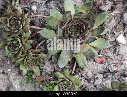 Nahaufnahme der Gemeinsamen hauswurz oder Henne und Küken (Sempervivum Red Ace) Stockfoto