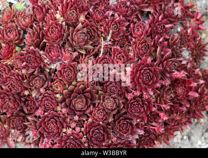 Nahaufnahme der Gemeinsamen hauswurz oder Henne und Küken (Sempervivum Red Ace) Stockfoto