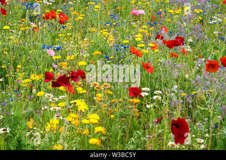 Felder mit Wildblumen, Germerode, Werra-Meißner-Kreis, Hessen, Deutschland Stockfoto