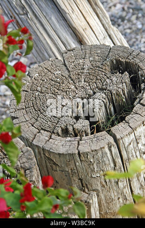 Runde Zylinder Holz Stumpf mit alter Kreisen getrocknete grüne Blätter und Rot bougainvillea Stockfoto