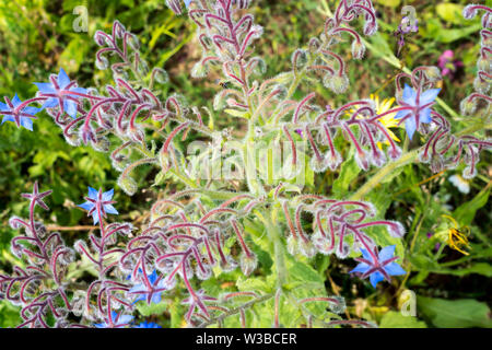 Borretsch, Borrango Officinalis, starflower Stockfoto