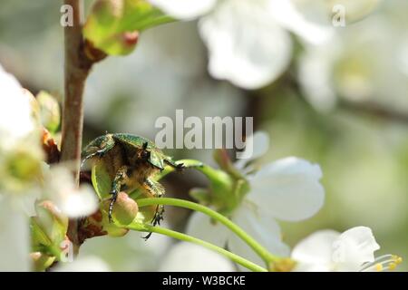 Grüne Käfer, Käfer, Cetonia aurata auf Cherry Blossom Stockfoto