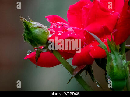 Leuchtendes Rot Stockfoto
