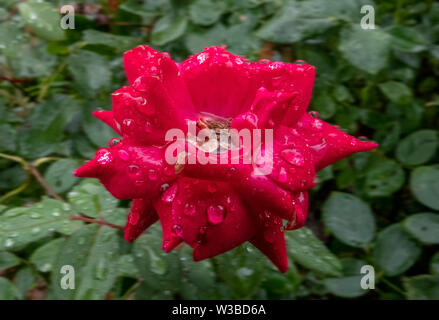 Rot und feucht Stockfoto