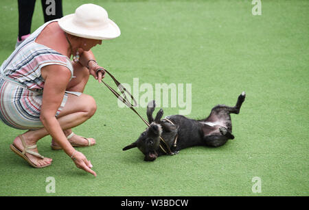 Brighton UK 14. Juli 2019 - Darcy genießt einige Rock'n'Roll mit Besitzer Claire Andrews an der Weltpremiere der Doggy Pop Bingo Disco Show im Brighton Open Air Theater heute statt. Foto: Simon Dack/Alamy leben Nachrichten Stockfoto