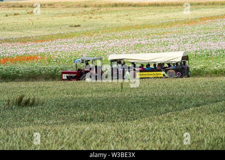 Schlafmohn und roten Mohnblumen Feld, Germerode, Werra-Meißner-Kreis, Hessen, Deutschland Stockfoto