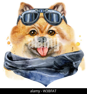 Aquarell Portrait von Hund pomeranian spitz mit biker Sonnenbrille Stockfoto