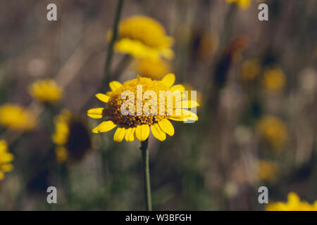 Gelbe Daisy mit anderen Pflanzen. Gelbe daisy auf dem Boden. Leiter der Daisy Flower. Feder und blühen sehen. Anlage auf dem Boden. Blüte im Sommer. Stockfoto