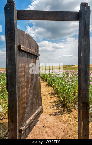 Tor in einem Opium poppy Field, Germerode, Werra-Meißner-Kreis, Hessen, Deutschland Stockfoto