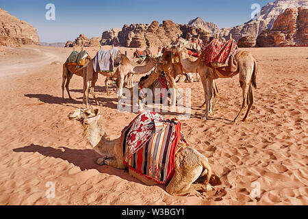 Eine kleine Herde von Kamelen warten auf einen Wohnwagen in der malerischen Wüste des Wadi Rum in Jordanien ruht. Stockfoto