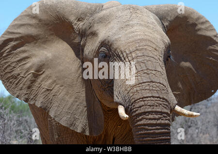 Afrikanischen Busch Elefant (Loxodonta africana), erwachsenen männlichen, Porträt, Nahaufnahme, Krüger Nationalpark, Südafrika, Afrika Stockfoto