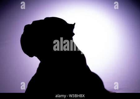 Silhouette Porträts eines American Staffordshire Terrier Pit Bull Dog Stockfoto