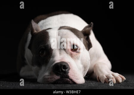 Eine süße sanfte American Staffordshire Terrier leuchtet mit Sonnenlicht für einen Hund Portrait Stockfoto