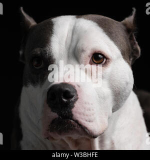 Eine süße sanfte American Staffordshire Terrier leuchtet mit Sonnenlicht für einen Hund Portrait Stockfoto
