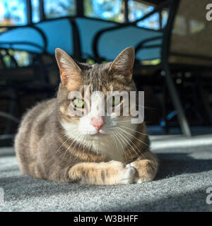 Augenhöhe Foto der Katze Festlegung auf dem Boden Stockfoto