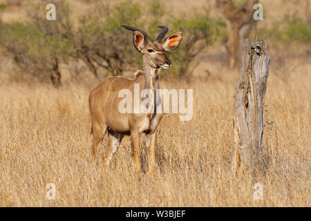 Mehr Kudu (Tragelaphus strepsiceros), erwachsenen Mann stand in der Trockenrasen, aufmerksam, Krüger Nationalpark, Südafrika, Afrika Stockfoto