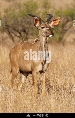 Mehr Kudu (Tragelaphus strepsiceros), erwachsenen Mann stand in der Trockenrasen, aufmerksam, Krüger Nationalpark, Südafrika, Afrika Stockfoto