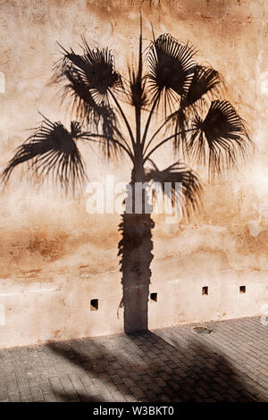 Eine Palme wirft einen dunklen Schatten auf die äußere Festungsmauer der Kasbah des Udayas in Rabat, Marokko. Stockfoto