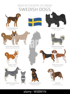 Hunde nach Herkunftsland. Schweden Hunderassen. Hirten, Jagd, Hüten, Spielzeug, Arbeiten und Service Hunde eingestellt. Vector Illustration Stock Vektor