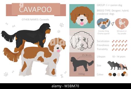 Designer, Enrage, hybrid mix Hunde Sammlung auf Weiß isoliert. Flat Style clipart eingestellt. Vector Illustration Stock Vektor