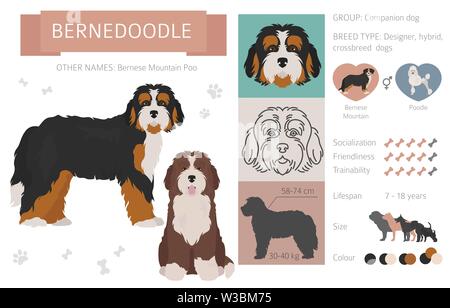 Designer, Enrage, hybrid mix Hunde Sammlung auf Weiß isoliert. Flat Style clipart eingestellt. Vector Illustration Stock Vektor