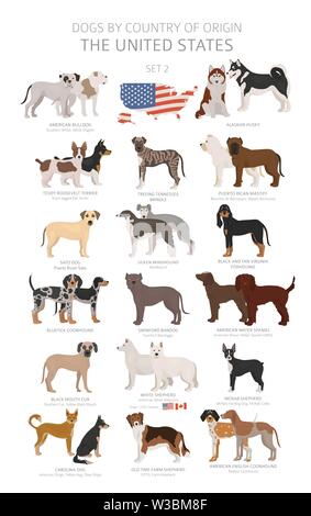 Hunde nach Herkunftsland. Hunderassen aus den Vereinigten Staaten von Amerika. Hirten, Jagd, Hüten, Spielzeug, Arbeiten und Service Hunde eingestellt. Vektor illu Stock Vektor