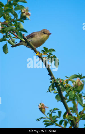 Melodiöse warbler - Hippolais polyglotta - auf einem Ast sitzend Stockfoto