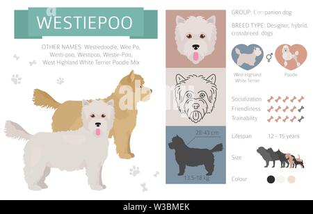 Designer Hunde, Enrage, hybrid mix Hündchen Sammlung isoliert auf Weiss. Flat Style clipart Infografik. Vector Illustration Stock Vektor