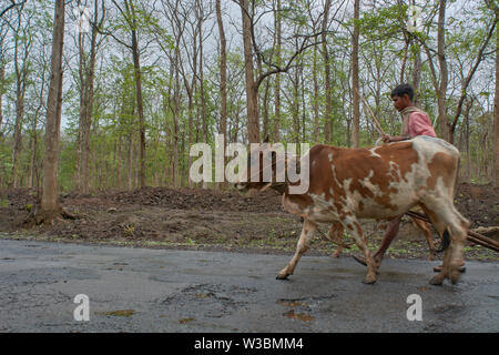 11-Juni-2017 - Bauer mit Ochsenkarren in dandeli Forest Road in der Nähe von yellapur Karnataka Indien Asien Stockfoto