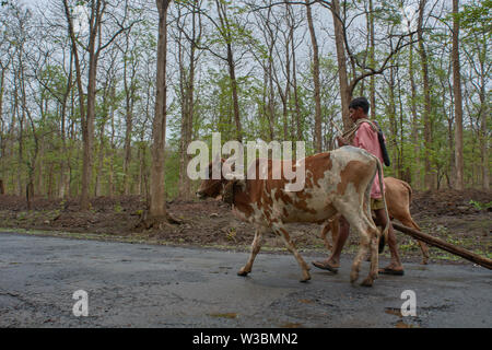 11-Juni-2017 - Bauer mit Ochsenkarren in dandeli Forest Road in der Nähe von yellapur Karnataka Indien Asien Stockfoto