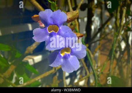 Flores do Caribe Stockfoto