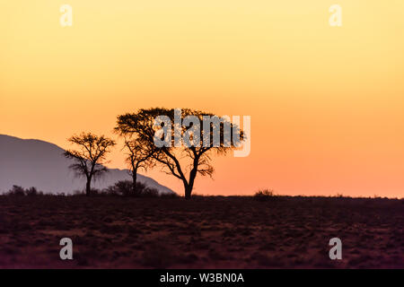 Sonnenuntergang über der Namib Wüste, mit Bäumen in der Ferne silhouetted, Namibia Stockfoto