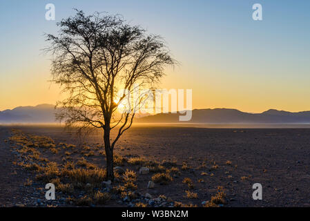 Sonnenaufgang über der Wüste Namib, mit Bäumen in der Ferne silhouetted, Namibia Stockfoto