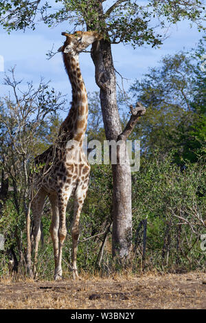 South African Giraffe (Giraffa Camelopardalis giraffa), Erwachsener, Fütterung auf Blätter, Krüger Nationalpark, Südafrika, Afrika Stockfoto