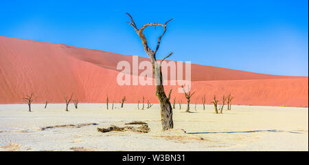 Kamel Dornenbäumen im Ton pan von Deadvlei, Soussusvlei, Namibia Stockfoto