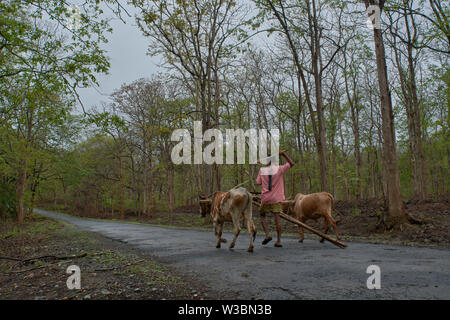 11-Juni-2017 - Bauer mit Ochsenkarren in dandeli Forest Road in der Nähe von yellapur Karnataka Indien Asien Stockfoto