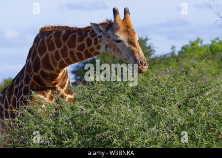 South African Giraffe (Giraffa Camelopardalis giraffa), Erwachsener, Fütterung auf Blätter und Dornen einer stacheligen Strauch, Krüger Nationalpark, Südafrika, Afrika Stockfoto